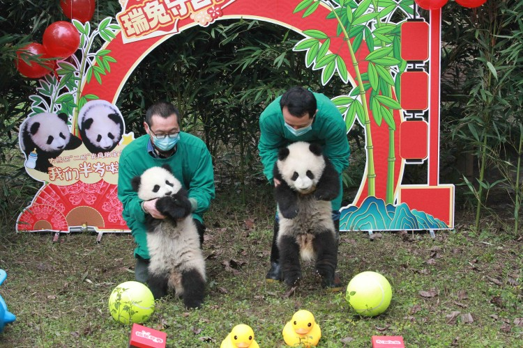 重庆动物园“动物大拜年”一天都玩不够