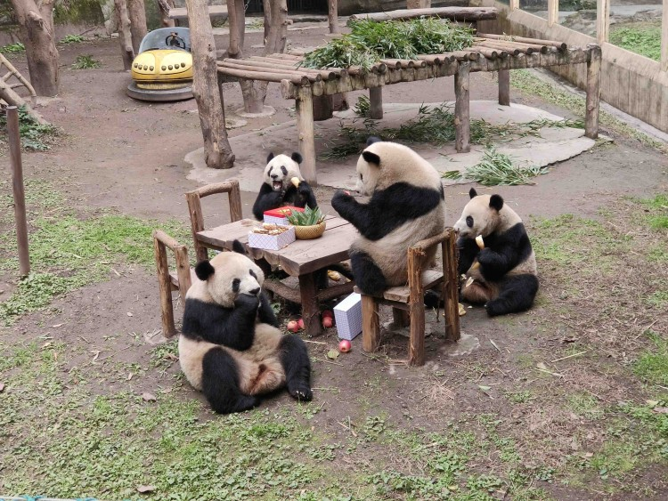 重庆动物园“动物大拜年”一天都玩不够