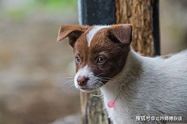 龙吟师傅命理风水：2024年属狗人冲太岁戴什么最佳