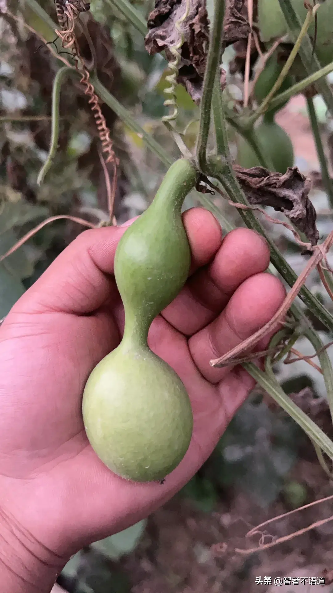 风水堂：男性害怕属鸡的生肖